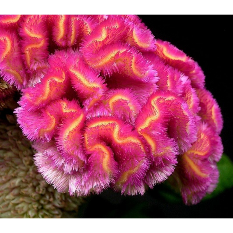Price: €2 - Semi Di Fiori Cresta Di Gallo Busta - 