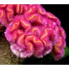 Price: €2 - Semi Di Fiori Cresta Di Gallo Busta - 