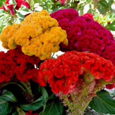 Price: €2 - Semi Di Fiori Cresta Di Gallo Busta -