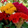 Price: €2 - Semi Di Fiori Cresta Di Gallo Busta - 