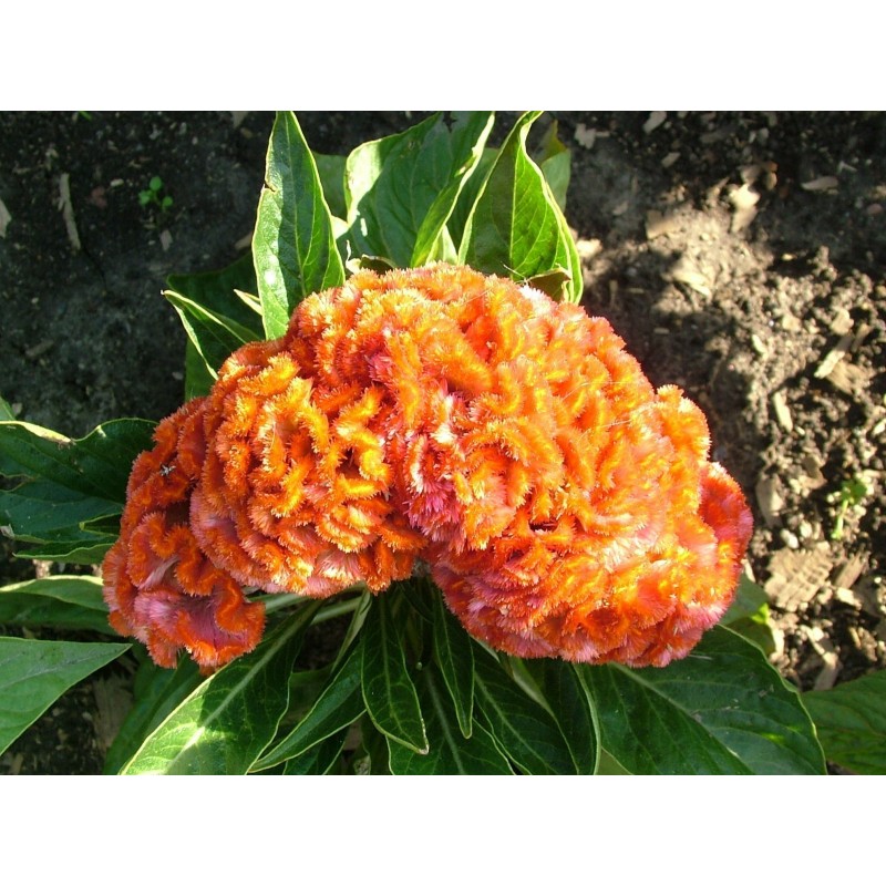Price: €2 - Semi Di Fiori Cresta Di Gallo Busta - 
