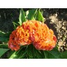 Price: €2 - Semi Di Fiori Cresta Di Gallo Busta - 