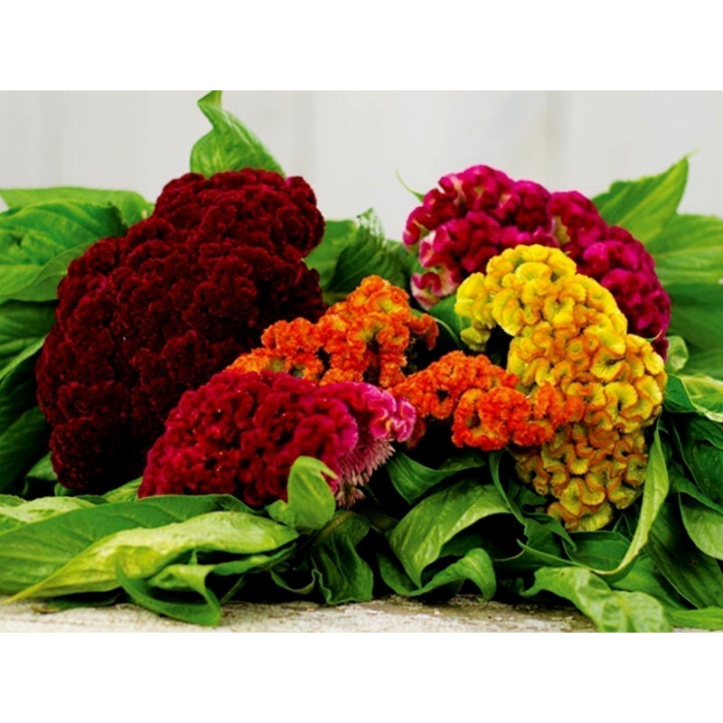 Price: €2 - Semi Di Fiori Cresta Di Gallo Busta - 