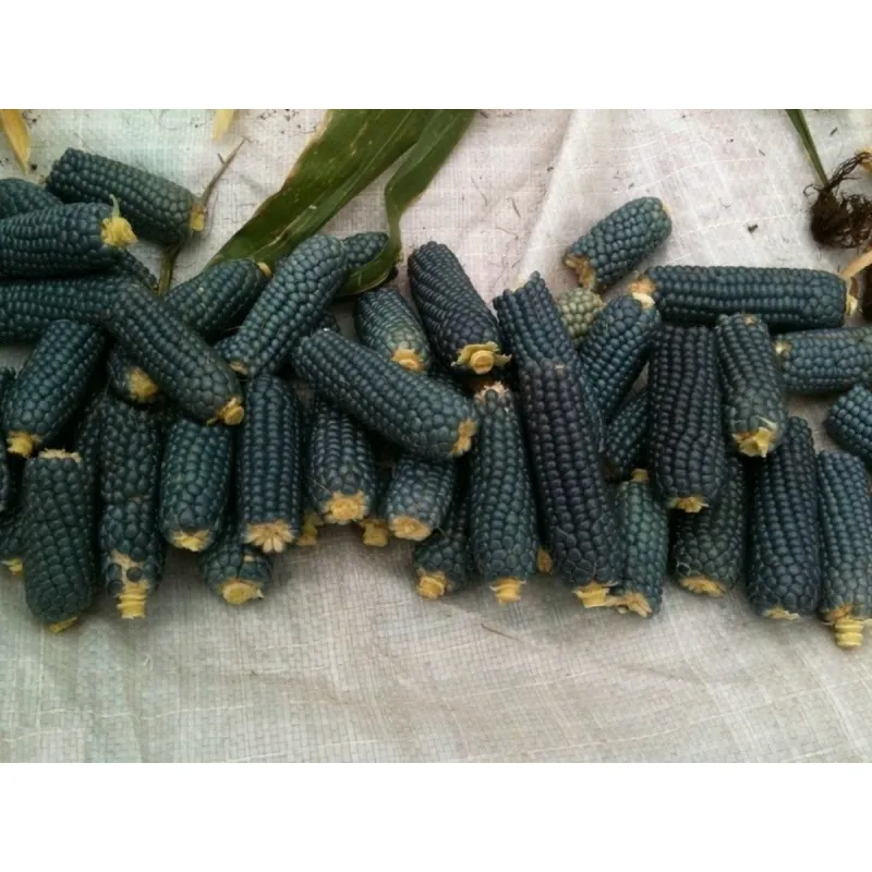 Sementes de Pipoca Azul Mini