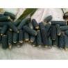 Price: €1.8 - Sementes de Pipoca Azul Mini - 