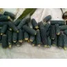 Sementes de Pipoca Azul Mini