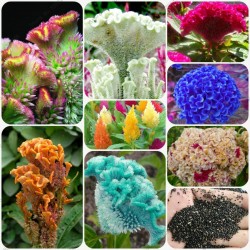 Price: €2 - Semi Di Fiori Cresta Di Gallo Busta - 