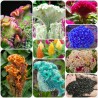 Price: €2 - Semi Di Fiori Cresta Di Gallo Busta - 