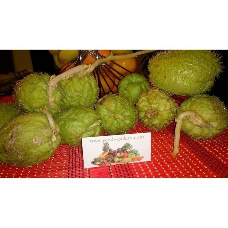 Price: €5 - Chayote graines (Sechium edule) - Seeds Gallery
