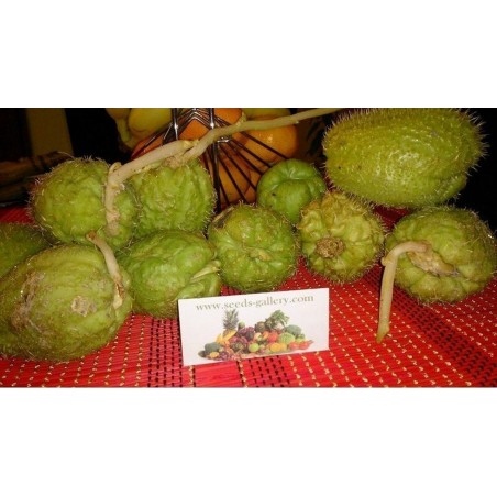 Price: €5 - Chayote graines (Sechium edule) - Seeds Gallery