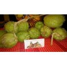 Price: €5 - Chayote graines (Sechium edule) - Seeds Gallery