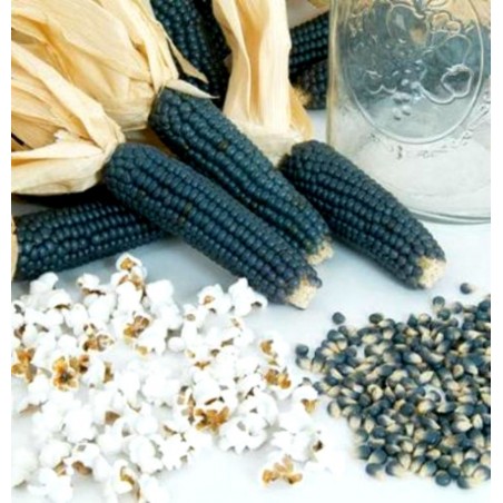 Price: €1.8 - Semi di Popcorn Blu -