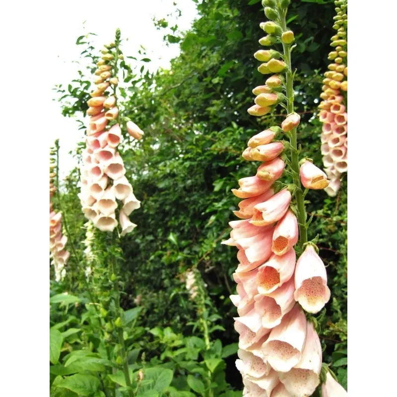 Foxglove Suttons Apricot Seeds