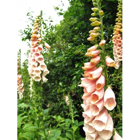 Graines de Foxglove Suttons Apricot | 1,25 €