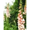 Foxglove Suttons Apricot Seeds