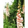 Graines de Foxglove Suttons Apricot | 1,25 €