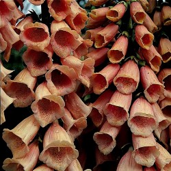 Price: €1.25 - Semillas de Dedalera Suttons Apricot - 