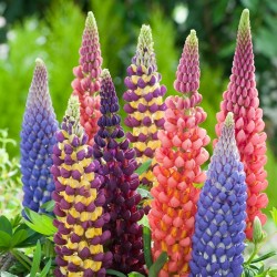 Σπόροι Βασιλέων λούπινου Russell Mix (Lupinus Polyphyllus)