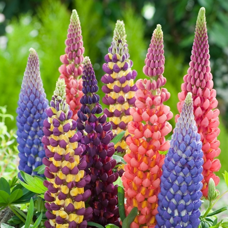 Sementes de Reis Lupin Mix (Lupinus Polyphyllus)