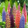 Price: €1.5 - Semillas de los Reyes Lupino (Lupinus Polyphyllus) - 