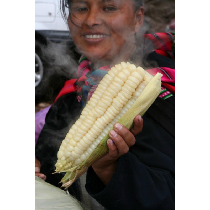 Price: €2.25 - Seme dzinovskog kukuruza Cuzco - Cusco - 