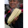 Price: €2.25 - Sementes de milho Gigante de Cuzco - Cusco - 