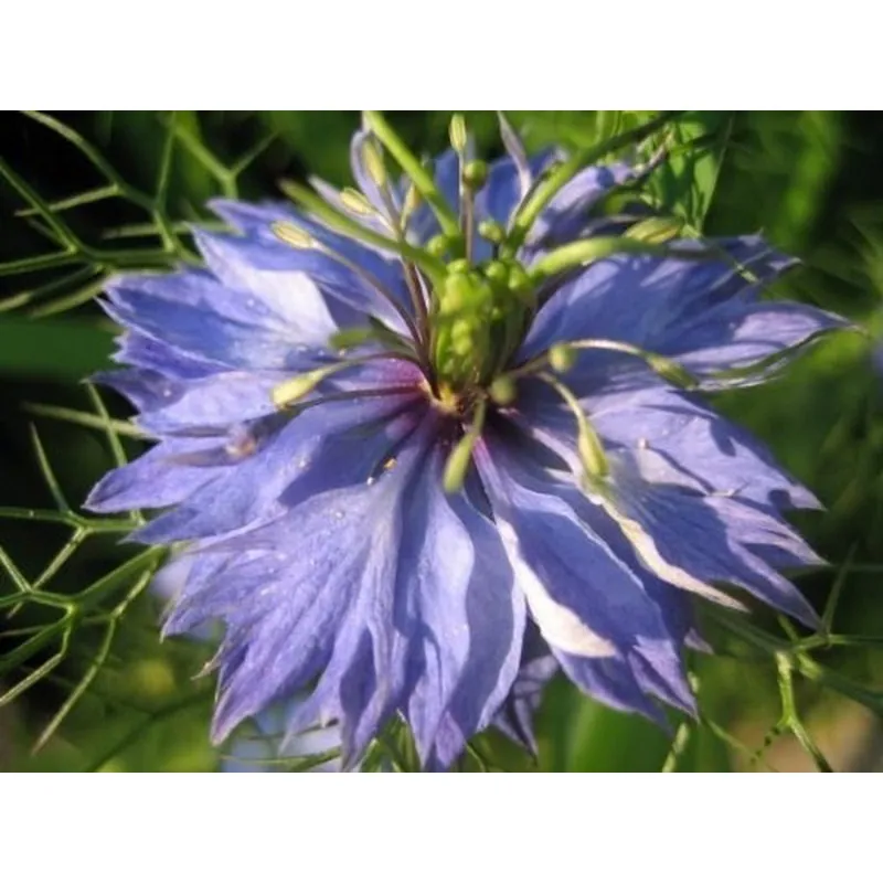 Semi di Nigella multicolore