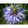 Semi di Nigella multicolore