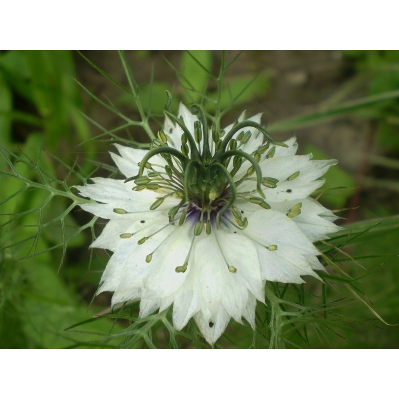 Price: €1.85 - Semi di Nigella multicolore - 