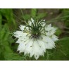 Price: €1.85 - Semi di Nigella multicolore - 