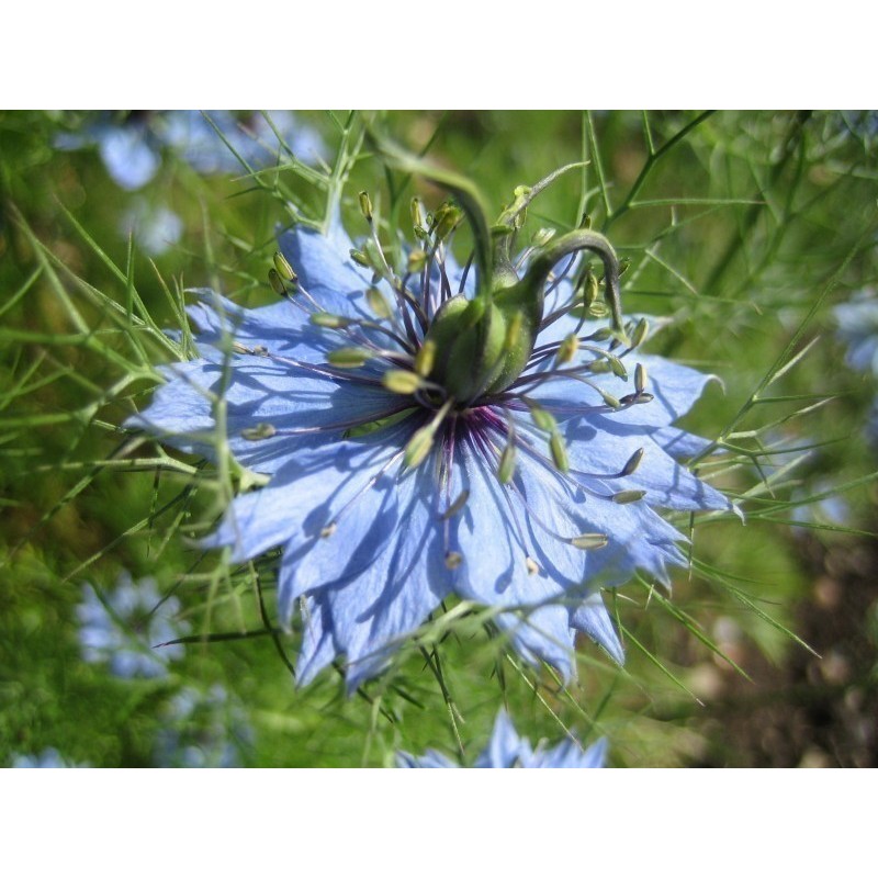 Price: €1.85 - Semi di Nigella multicolore - 