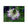 Price: €1.85 - Semi di Nigella multicolore - 
