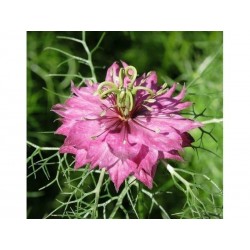 Love-In-A-Mist Multicolor, Ragged Lady Flower Seeds