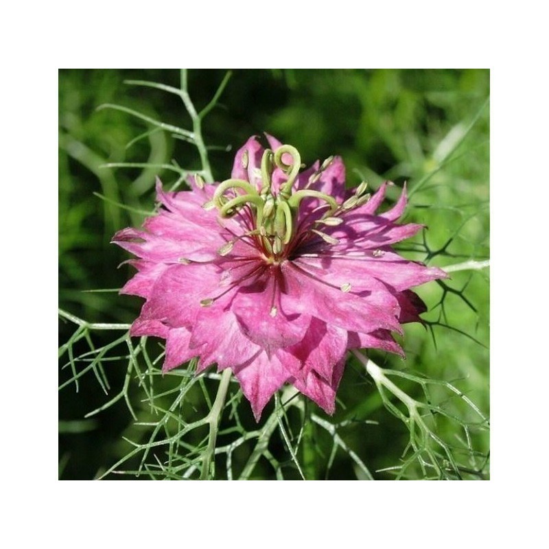Price: €1.85 - Semi di Nigella multicolore - 