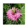 Price: €1.85 - Semi di Nigella multicolore - 