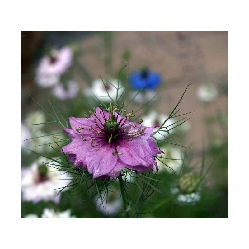 Price: €1.85 - Semi di Nigella multicolore - 