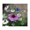 Love-In-A-Mist Multicolor, Ragged Lady Flower Seeds