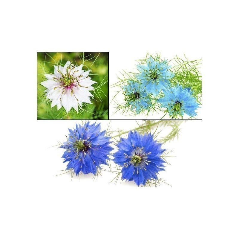 Price: €1.85 - Semi di Nigella multicolore - 