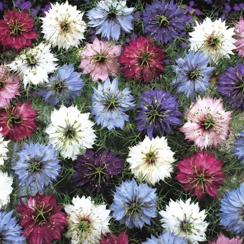 Semi di Nigella multicolore