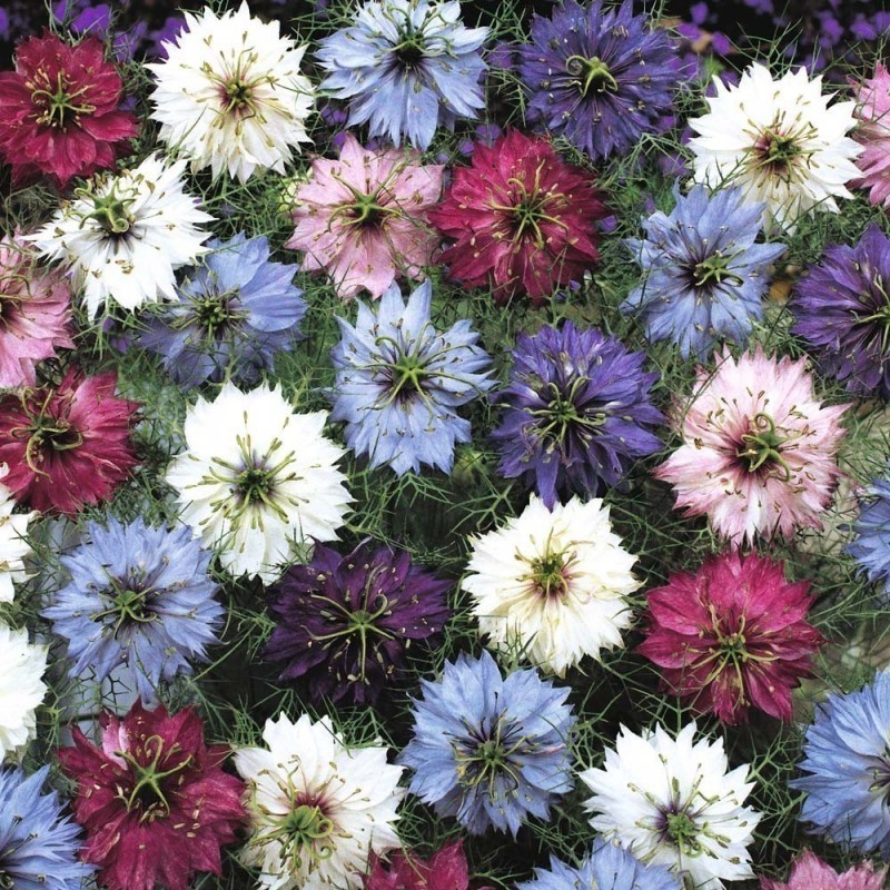 Price: €1.85 - Semillas de Arañuela multicolora o Cabellos de Venus - 