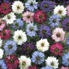 Price: €1.85 - Semi di Nigella multicolore - 