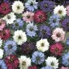 Semi di Nigella multicolore