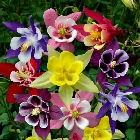 Semillas de Aquilegia McKana gigantes