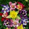 Semillas de Aquilegia McKana gigantes