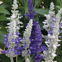 Sementes de Salvia farinacea 'Victoria'