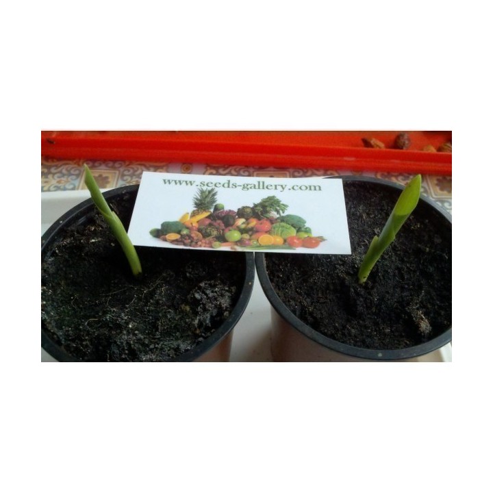 Pomarańczowy kwiat strelicji królewskiej Nasiona (Strelitzia reginae) - 2.205
