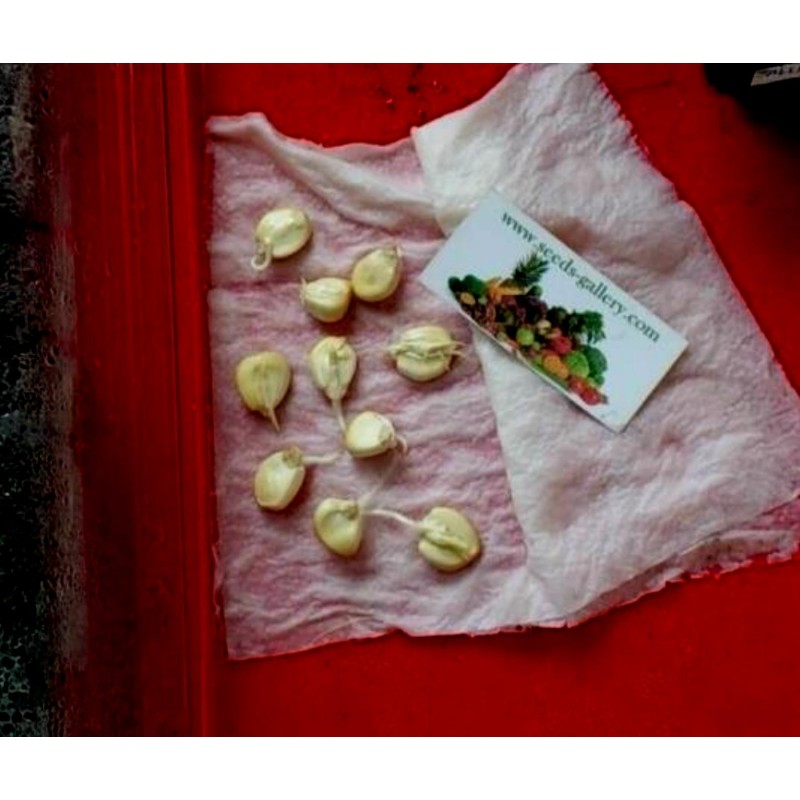 Världens största jättemajsfrön Cuzco - Cusco