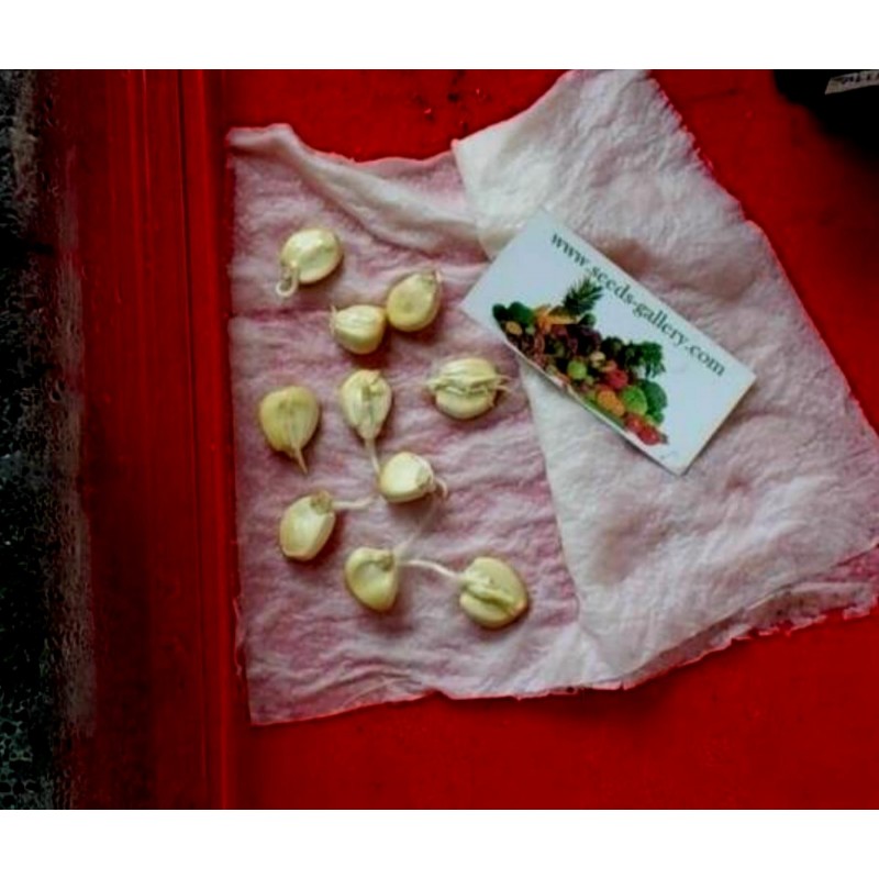 Price: €2.25 - Riesen Cuzco - Cusco Mais Samen - 