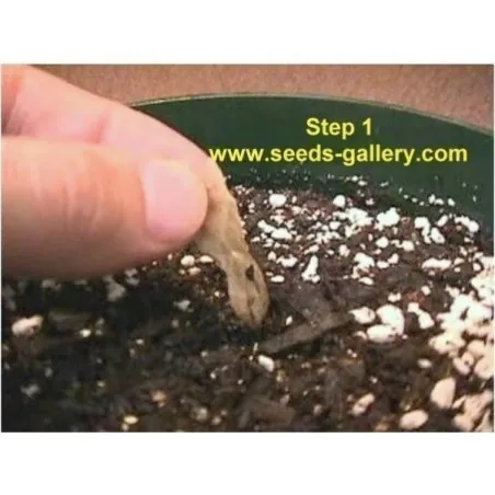 Plumeria Seeds "Orange Spender"