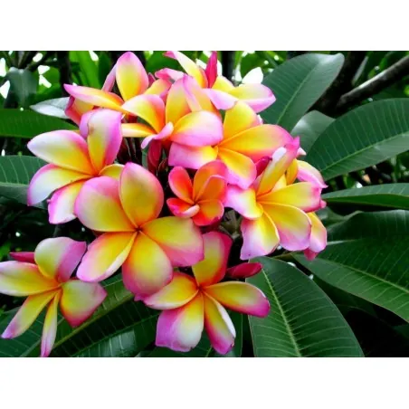 Plumeria Seeds "Orange Spender"